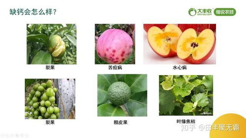 磷酸二氢钾与糖醇钙，两大叶面肥王牌到底能不能混用？