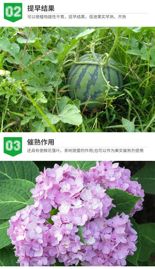 增红素叶面肥 西瓜催红素 增色剂 养分含量较高 增甜着色